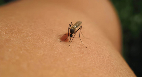 West Nile, Dengue e Chikungunya: nuovi casi e focolai in Italia